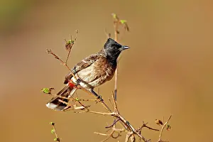 Bulbul: Red-vented Bulbul