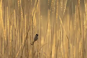 Tall: Red-vented bulbul (Pycnonotus cafer)