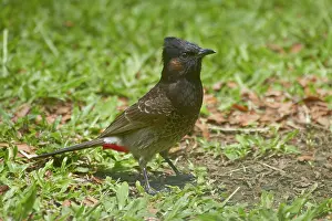 Bulbul: Red-vented Bulbul (Pycnonotus cafer), Nadi
