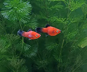 Xiphoporus: Red wagtail platy - side view