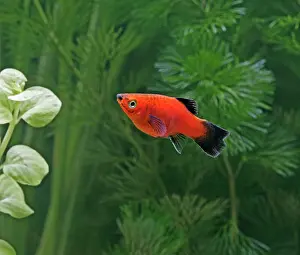 Xiphoporus: Red wagtail platy - side view