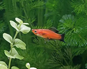 Sword: Red wagtail swordtail - female side view