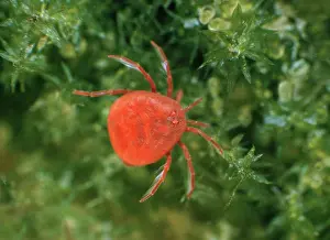 Mites: Red Water Mite