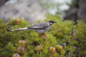 Botanic: Red Wattlebird - Feeding on a grevillia - at Canberra