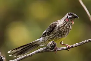 Anthochaera: Red Wattlebird - perched on branch