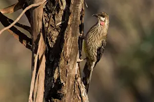 Anthochaera: Red Wattlebird - On tree
