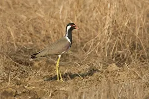 Lapwings: Red-wattled Lapwing