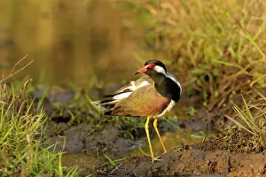 Madhya: Red-wattled Lapwing