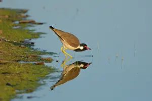 Wattled: Red-wattled Lapwing
