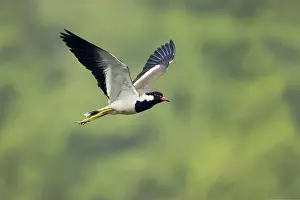 Wattled: Red-Wattled Lapwing - in flight