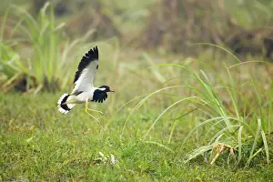 Wattled: Red-Wattled Lapwing - in flight coming in to land