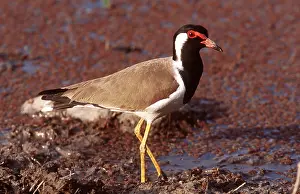 Chris Brunskill: RED-WATTLED LAPWING - in mud