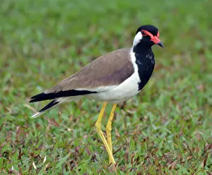Wattled: Red-wattled Lapwing; Sri Lanka