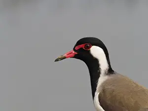 Wattled: Red-wattled Lapwing Vanellus indicus Rajasthan