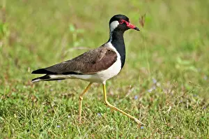 Wattled: Red-wattled Lapwing - walking in short grass