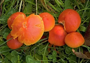 Clusters: A red waxcap in old grassland