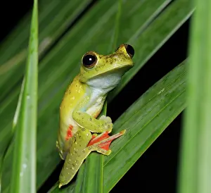 Tortuguero: Red webbed treefrog