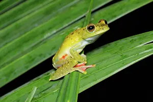 Tortuguero: Red webbed treefrog