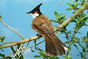 Bulbul: Red-Whiskered BULBUL