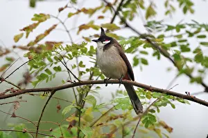 Bulbul: Red-whiskered Bulbul