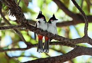 Bulbul: Red-whiskered Bulbul