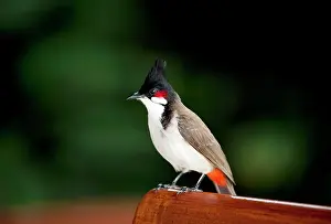 Bulbul: Red-whiskered Bulbul