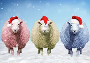 Patriotism: Red, white, and blue sheep standing in snow wearing Christma