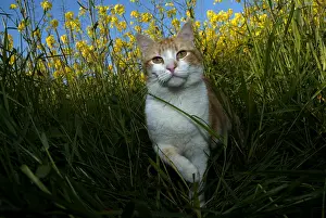 Mode: Red and white cat walking in grass