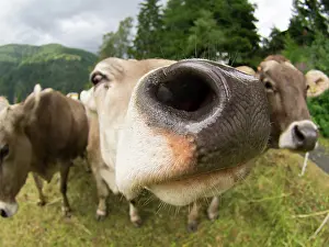 Wallis: Red and White Cattle
