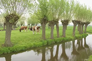 Willows: Red and White Cattle - Females in a meadow with