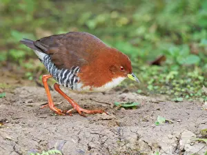 Crake: Red and White Crake Laterallus leucopyrrhus Atlantic