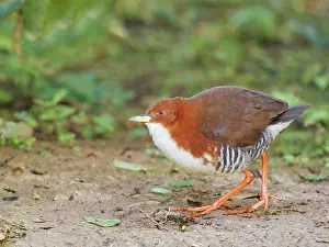 Crake: Red and White Crake Laterallus leucopyrrhus Atlantic