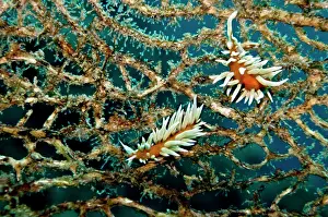 Flabellina: Red and white Nudibranch - Un-named nudubranchs