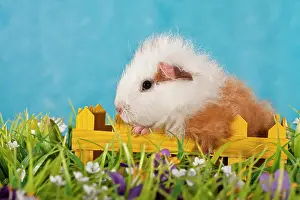 Teddy: Red and white Swiss Teddy guinea pig pup climbing