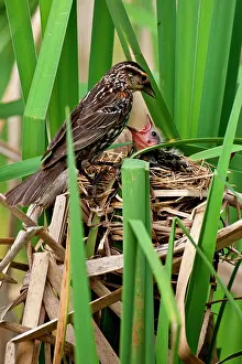 Agelaius: Red Wing Black Bird feeding Young Agelaius