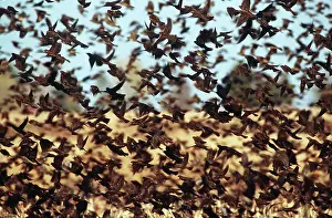 Blackbirds: RED-WING BLACKBIRD FLOCK - in flight