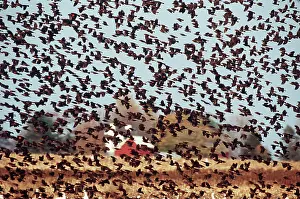 Blackbirds: RED-WING BLACKBIRD FLOCK - in flight