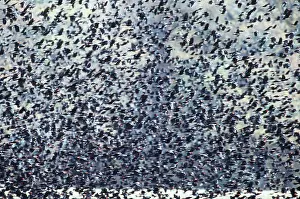 Blackbirds: RED-WING BLACKBIRD & GRACKLES - in flight