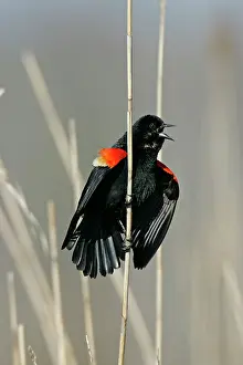 Agelaius: Red-winged Blackbird