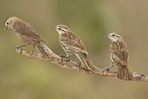Agelaius: Red-winged Blackbird
