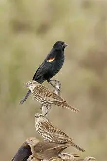Agelaius: Red-winged Blackbird