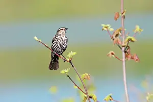 Agelaius: Red-winged Blackbird