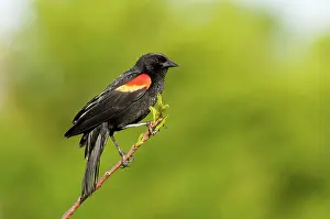 Agelaius: Red-winged Blackbird