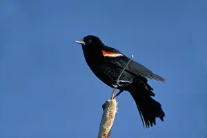 Agelaius: Red-winged Blackbird