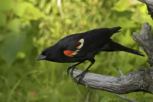 Agelaius: Red-winged Blackbird