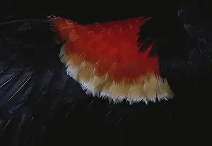 Agelaius: Red-winged Blackbird
