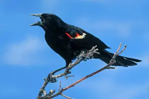 Agelaius: Red-winged Blackbird