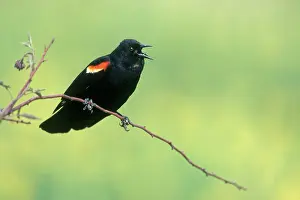 Agelaius: Red-winged Blackbird