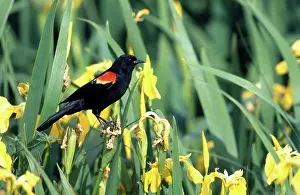 Agelaius: Red-Winged Blackbird