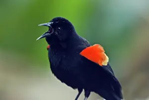 Agelaius: Red Winged Blackbird